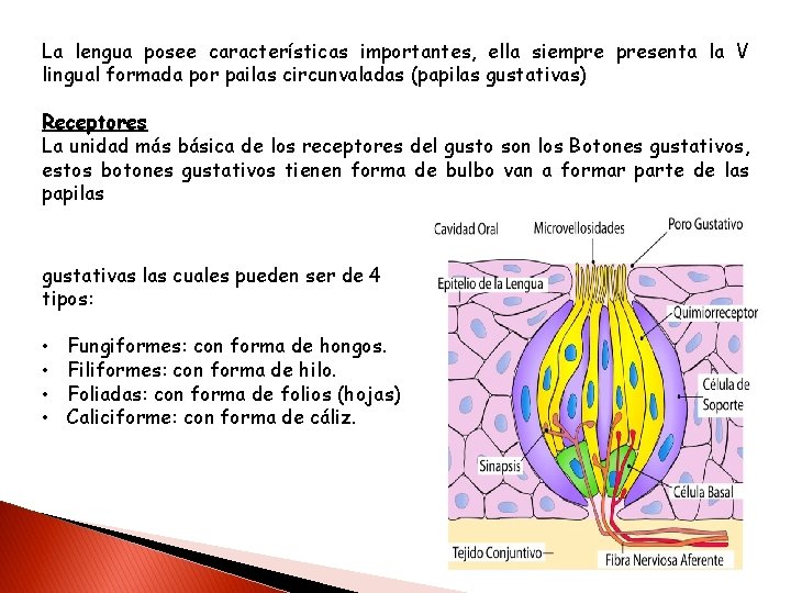 La lengua posee características importantes, ella siempre presenta la V lingual formada por pailas