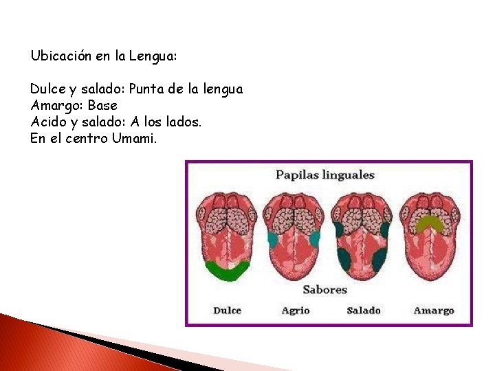Ubicación en la Lengua: Dulce y salado: Punta de la lengua Amargo: Base Acido