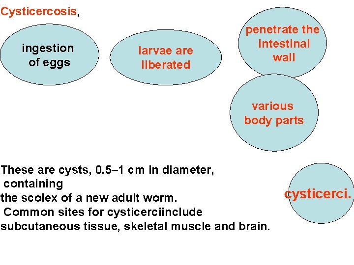 Cysticercosis, ingestion of eggs larvae are liberated penetrate the intestinal wall various body parts