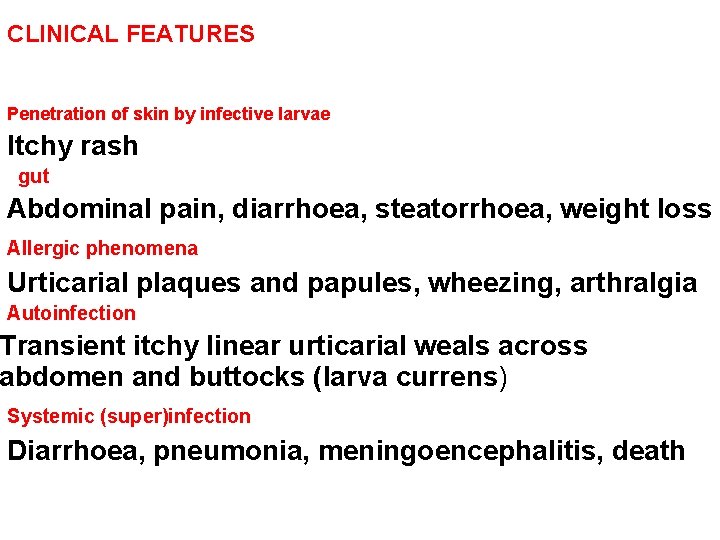 CLINICAL FEATURES Penetration of skin by infective larvae Itchy rash gut Abdominal pain, diarrhoea,