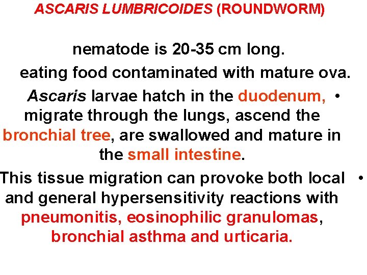 ASCARIS LUMBRICOIDES (ROUNDWORM) nematode is 20 -35 cm long. eating food contaminated with mature