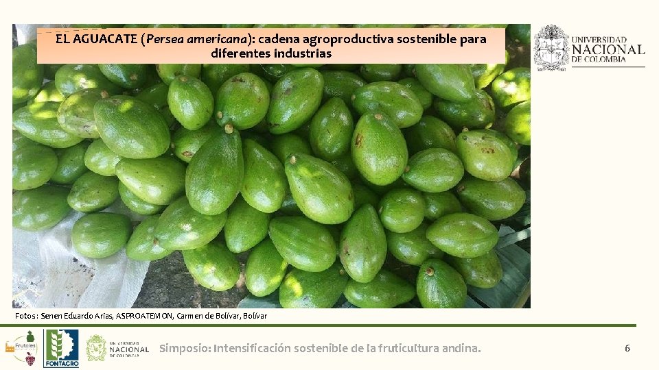 EL AGUACATE (Persea americana): cadena agroproductiva sostenible para diferentes industrias Fotos : Senen Eduardo