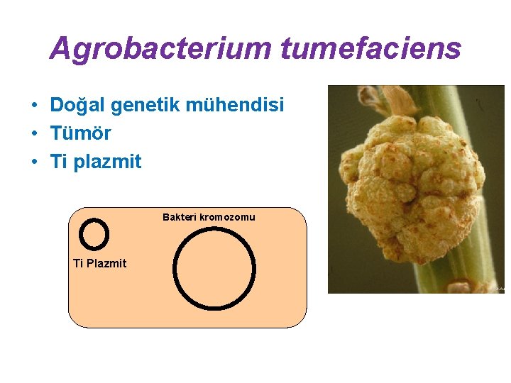 Agrobacterium tumefaciens • Doğal genetik mühendisi • Tümör • Ti plazmit Bakteri kromozomu Ti