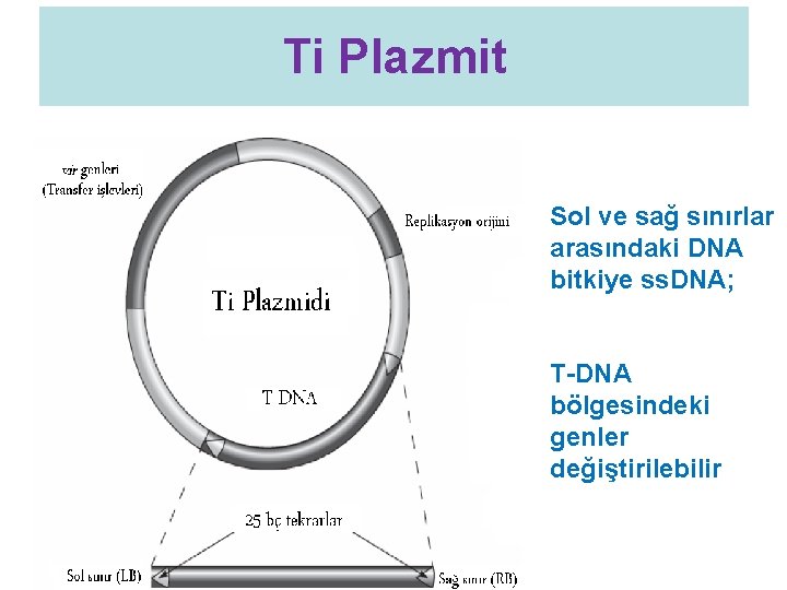 Ti Plazmit Sol ve sağ sınırlar arasındaki DNA bitkiye ss. DNA; T-DNA bölgesindeki genler