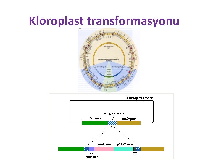 Kloroplast transformasyonu 