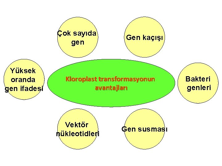 Çok sayıda gen Yüksek oranda gen ifadesi Gen kaçışı Kloroplast transformasyonun avantajları Vektör nükleotidleri