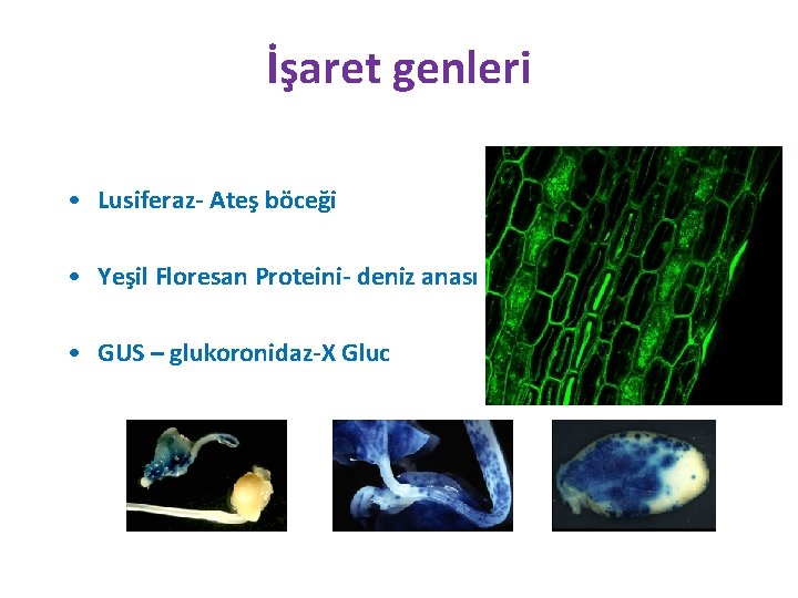 İşaret genleri • Lusiferaz- Ateş böceği • Yeşil Floresan Proteini- deniz anası • GUS