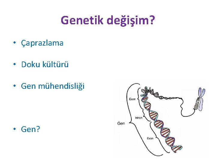 Genetik değişim? • Çaprazlama • Doku kültürü • Gen mühendisliği • Gen? 