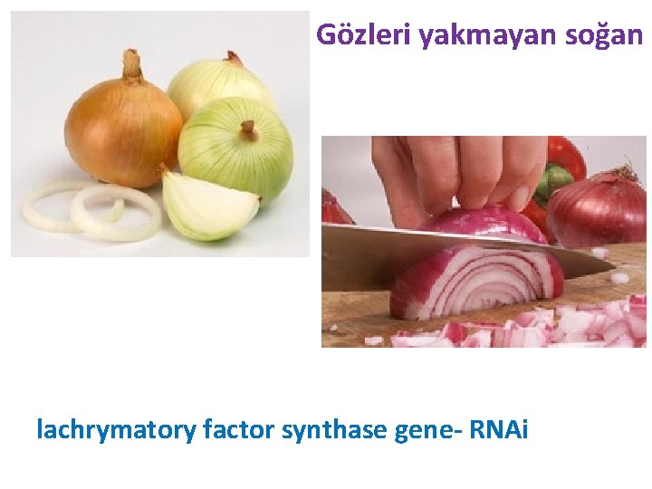 Gözleri yakmayan soğan lachrymatory factor synthase gene- RNAi 