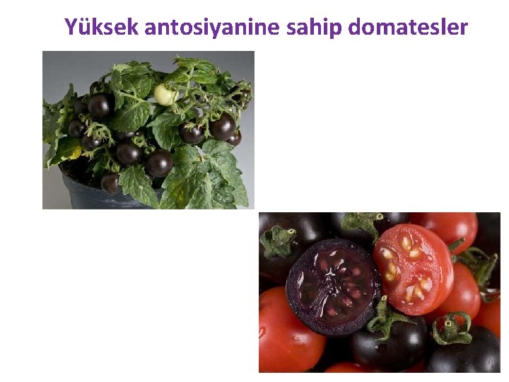 Yüksek antosiyanine sahip domatesler 