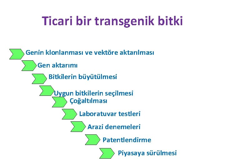 Ticari bir transgenik bitki Genin klonlanması ve vektöre aktarılması Gen aktarımı Bitkilerin büyütülmesi Uygun