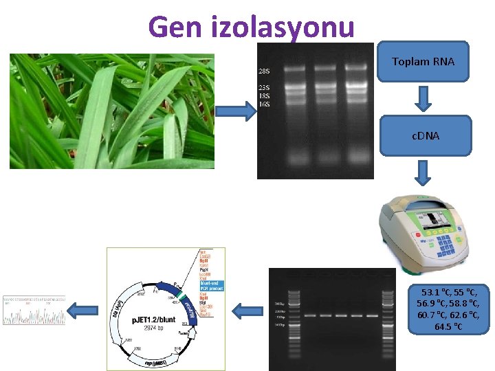 Gen izolasyonu Toplam RNA c. DNA 53. 1 °C, 55 °C, 56. 9 °C,