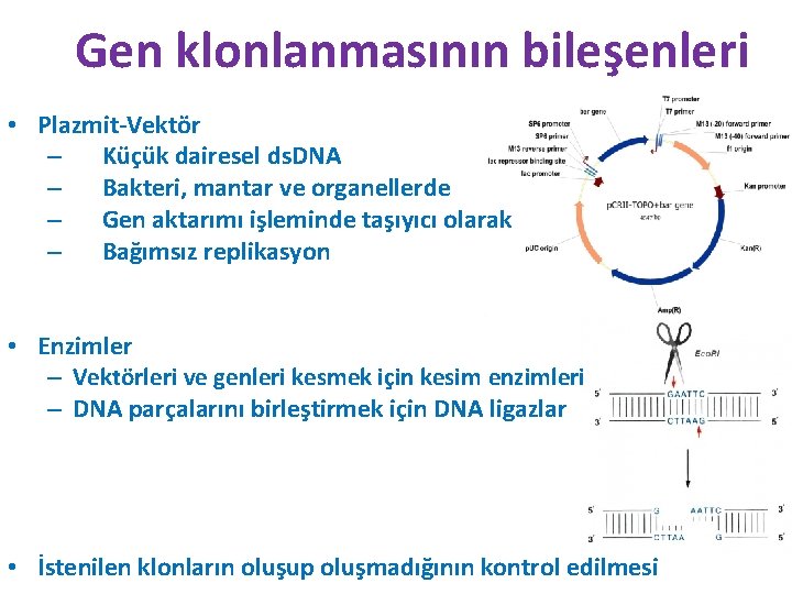 Gen klonlanmasının bileşenleri • Plazmit-Vektör – Küçük dairesel ds. DNA – Bakteri, mantar ve