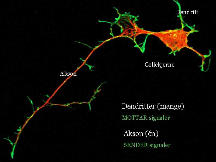 Dendritt Cellekjerne Akson Dendritter (mange) MOTTAR signaler Akson (én) SENDER signaler 