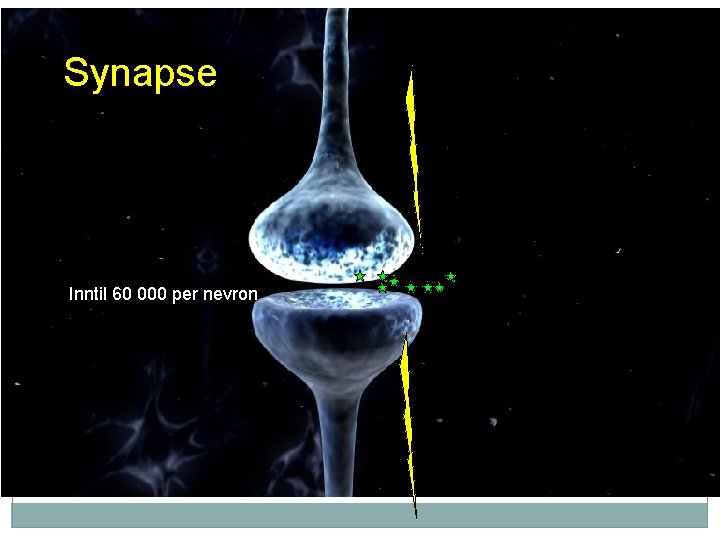 Synapse Inntil 60 000 per nevron 