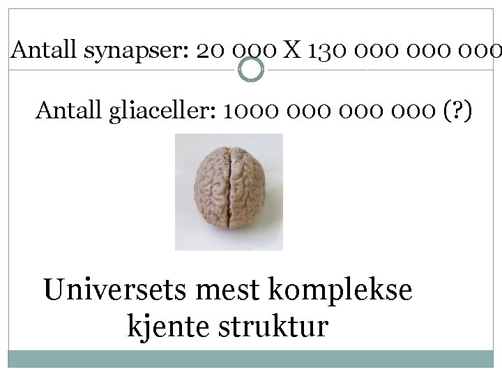 Antall synapser: 20 000 X 130 000 000 Antall gliaceller: 1000 000 (? )