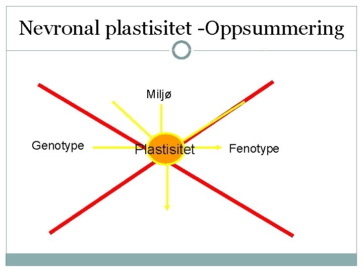 Nevronal plastisitet -Oppsummering Miljø Genotype Plastisitet Fenotype 