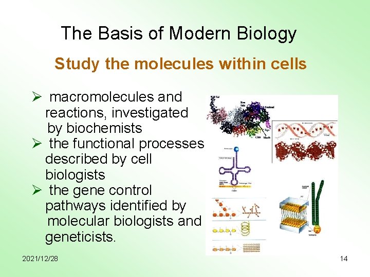 The Basis of Modern Biology Study the molecules within cells Ø macromolecules and reactions,