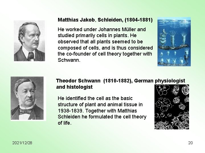 Matthias Jakob, Schleiden, (1804 -1881) He worked under Johannes Müller and studied primarily cells