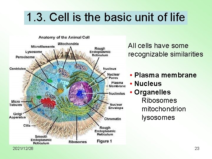 1. 3. Cell is the basic unit of life All cells have some recognizable