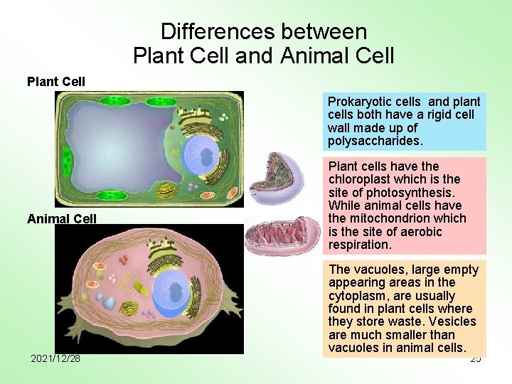 Differences between Plant Cell and Animal Cell Plant Cell Prokaryotic cells and plant cells