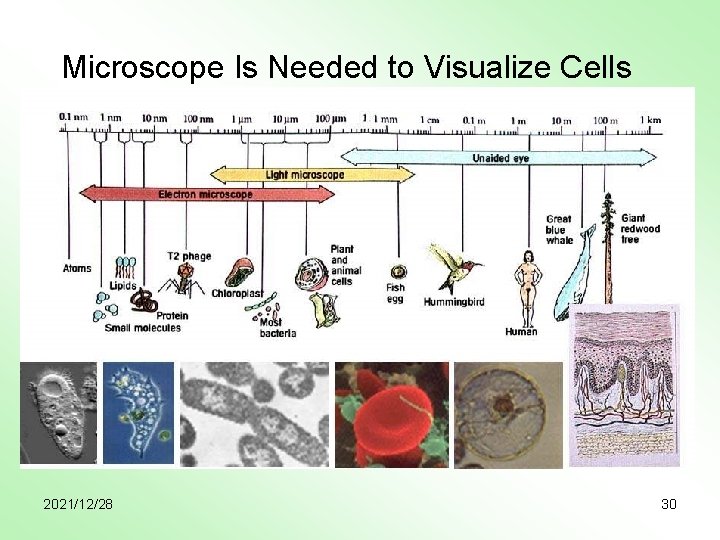 Microscope Is Needed to Visualize Cells 2021/12/28 30 