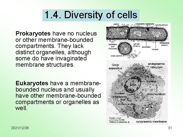 1. 4. Diversity of cells Prokaryotes have no nucleus or other membrane-bounded compartments. They