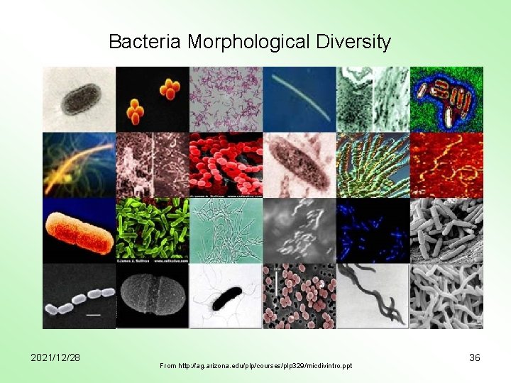 Bacteria Morphological Diversity 2021/12/28 From http: //ag. arizona. edu/plp/courses/plp 329/micdivintro. ppt 36 