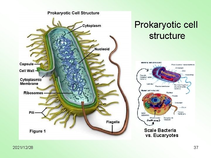 Prokaryotic cell structure Scale Bacteria vs. Eucaryotes 2021/12/28 37 