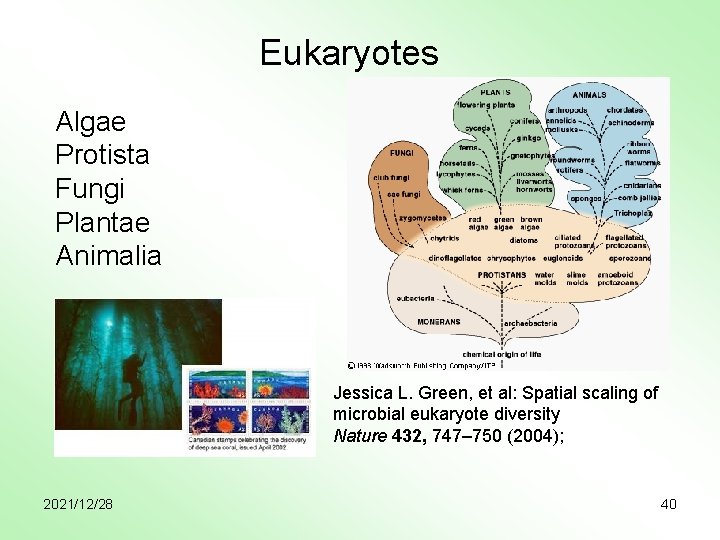 Eukaryotes Algae Protista Fungi Plantae Animalia Jessica L. Green, et al: Spatial scaling of