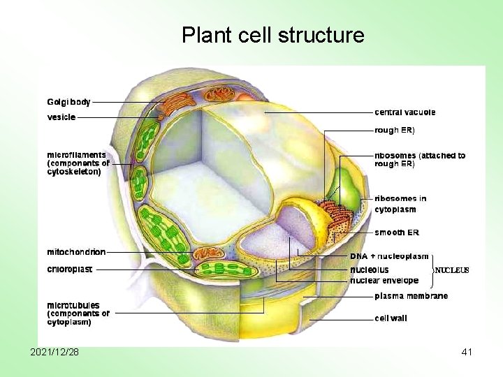 Plant cell structure 2021/12/28 41 