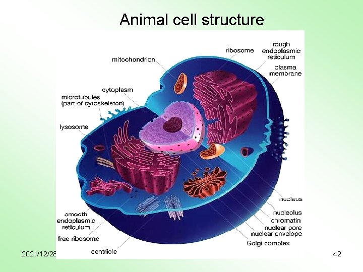 Animal cell structure 2021/12/28 42 
