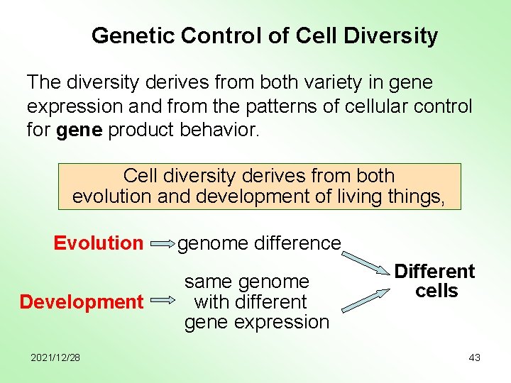 Genetic Control of Cell Diversity The diversity derives from both variety in gene expression