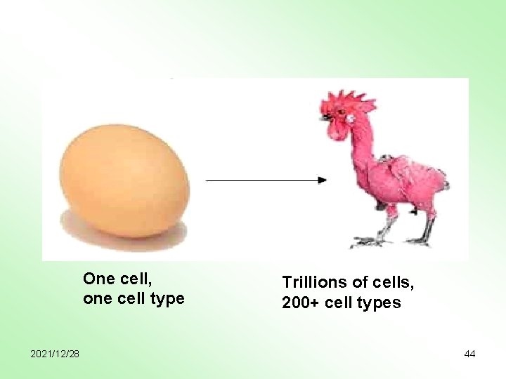 One cell, one cell type 2021/12/28 Trillions of cells, 200+ cell types 44 