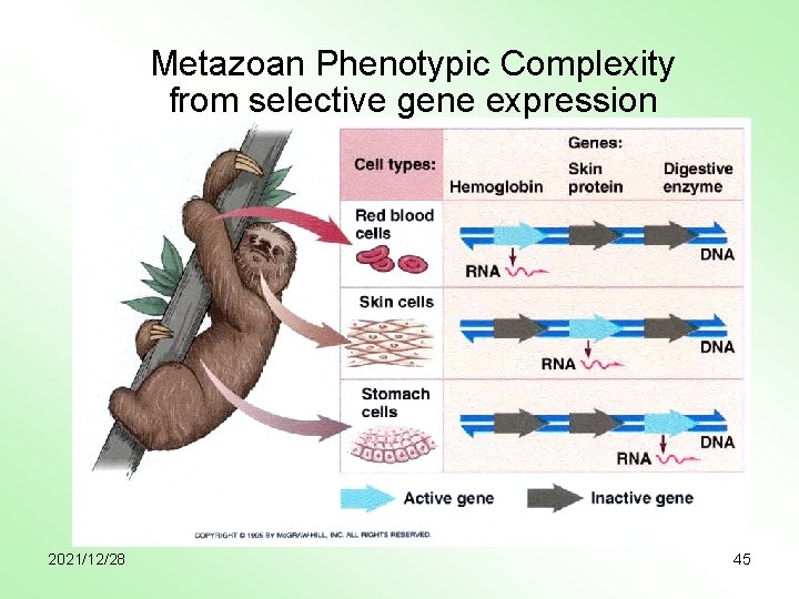 Metazoan Phenotypic Complexity from selective gene expression 2021/12/28 45 