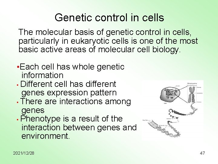 Genetic control in cells The molecular basis of genetic control in cells, particularly in