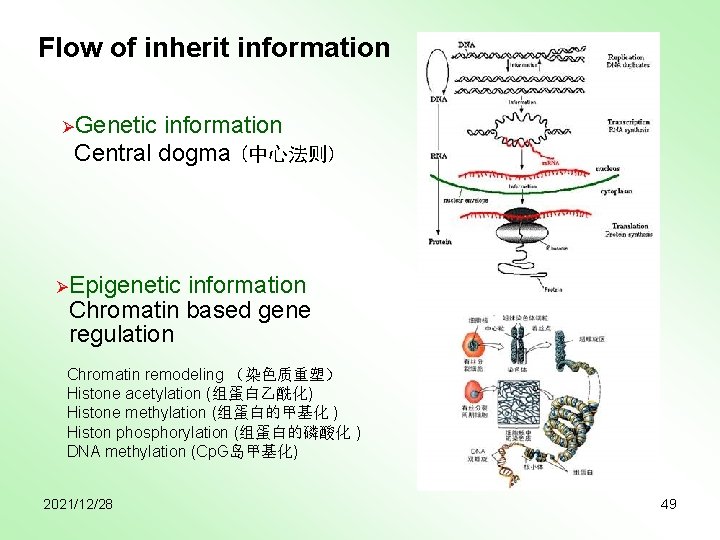 Flow of inherit information ØGenetic information Central dogma (中心法则) ØEpigenetic information Chromatin based gene