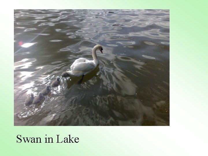 Swan in Lake 