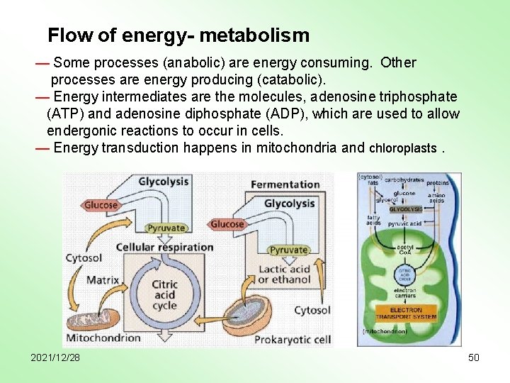 Flow of energy- metabolism — Some processes (anabolic) are energy consuming. Other processes are