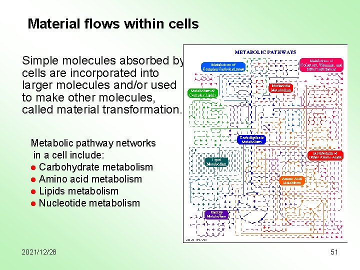 Material flows within cells Simple molecules absorbed by cells are incorporated into larger molecules