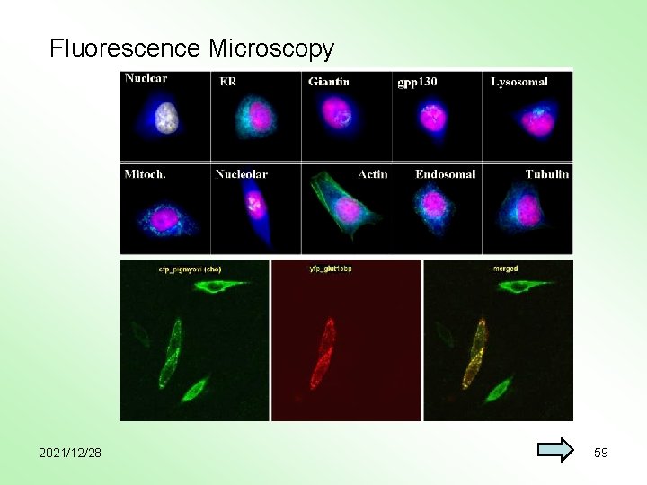 Fluorescence Microscopy 2021/12/28 59 