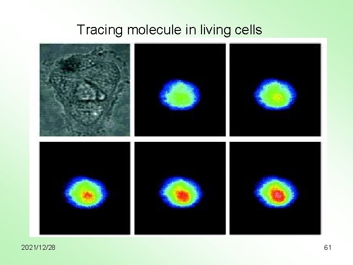 Tracing molecule in living cells 2021/12/28 61 