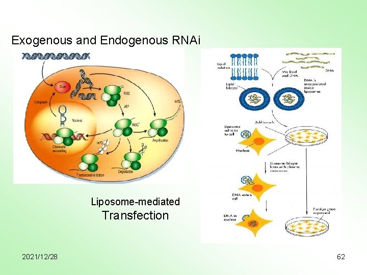 Exogenous and Endogenous RNAi Liposome-mediated Transfection 2021/12/28 62 
