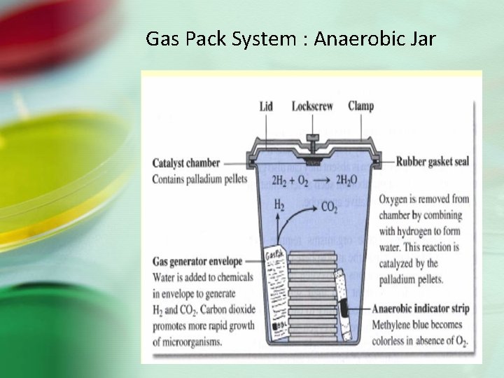 Gas Pack System : Anaerobic Jar 