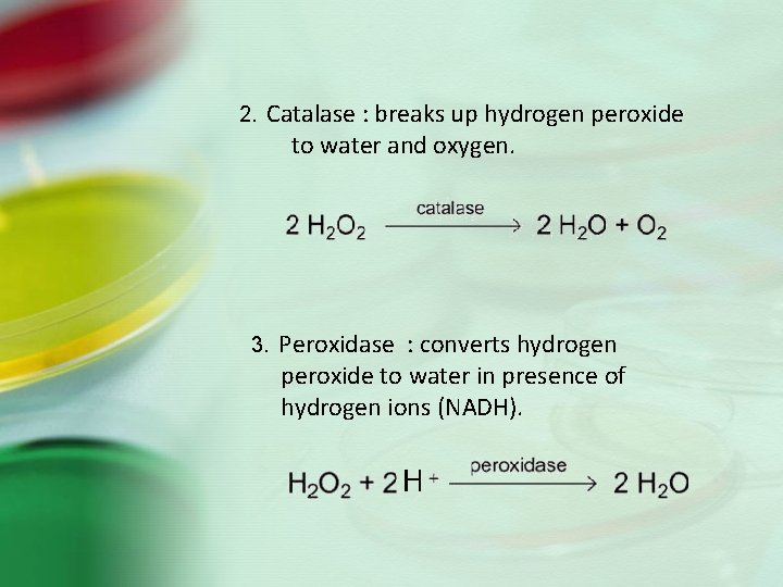 2. Catalase : breaks up hydrogen peroxide to water and oxygen. 3. Peroxidase :