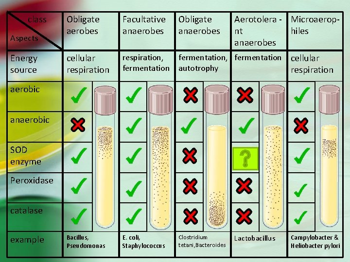 class Aspects Energy source Obligate aerobes Facultative anaerobes Obligate anaerobes Aerotolera - Microaeropnt hiles