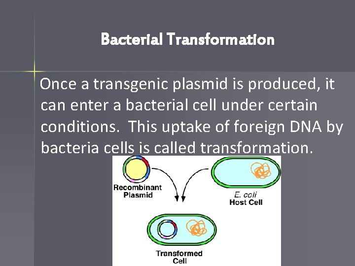 Bacterial Transformation Once a transgenic plasmid is produced, it can enter a bacterial cell