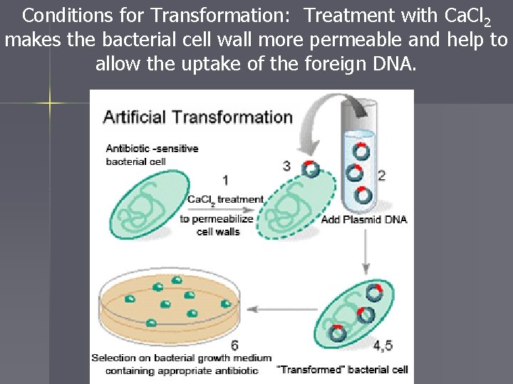 Conditions for Transformation: Treatment with Ca. Cl 2 makes the bacterial cell wall more