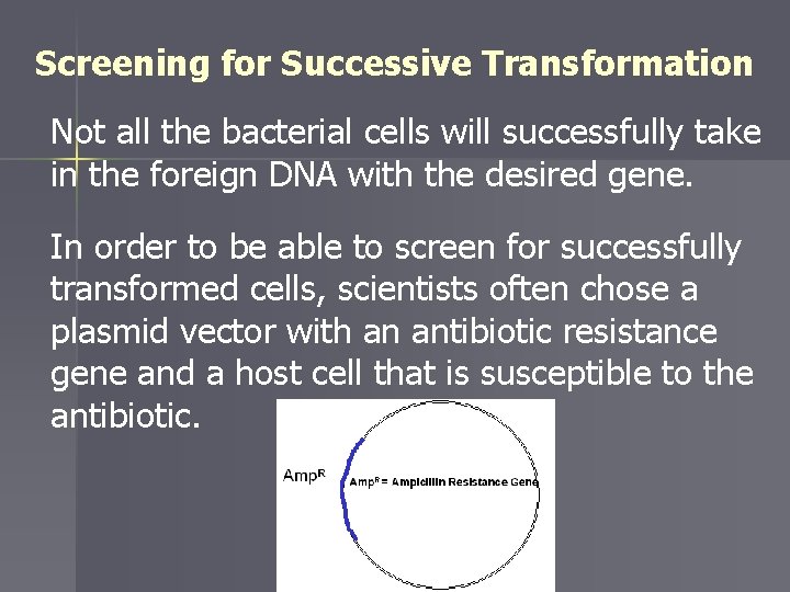 Screening for Successive Transformation Not all the bacterial cells will successfully take in the