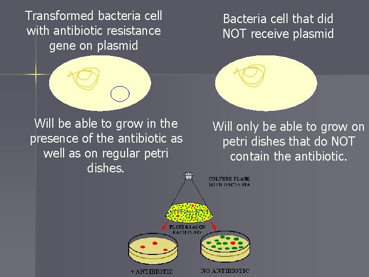 Transformed bacteria cell with antibiotic resistance gene on plasmid Will be able to grow